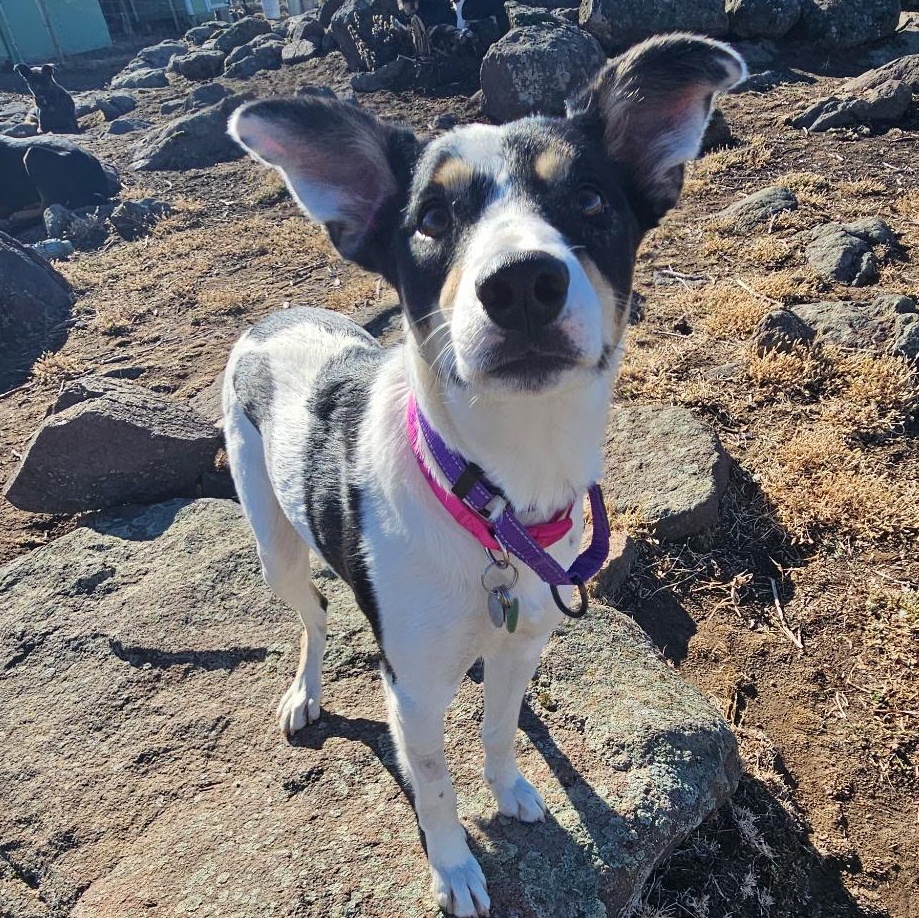 Enlarge Libby, an adopted mixed breed in Ellensburg, WA image 5/6