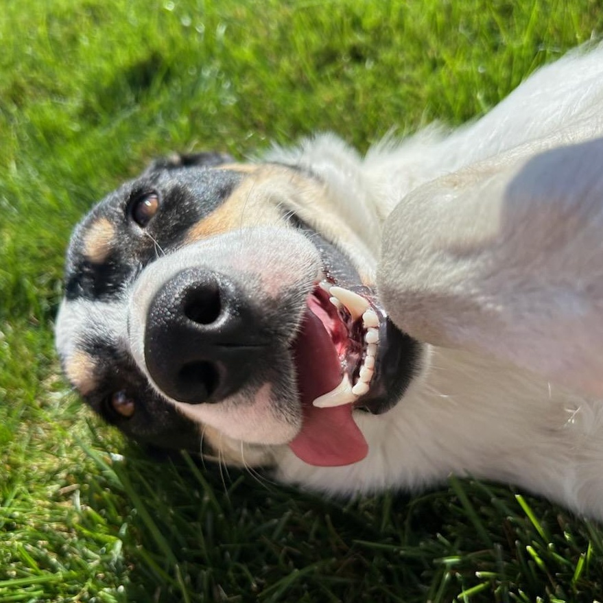 Enlarge Libby, an adopted mixed breed in Ellensburg, WA image 6/6