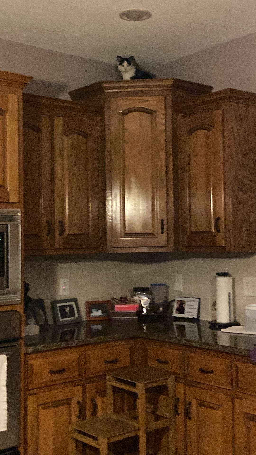 Enlarge Jazzy Girl, a Adoptable American Shorthair in Shawnee, KS image 1/6