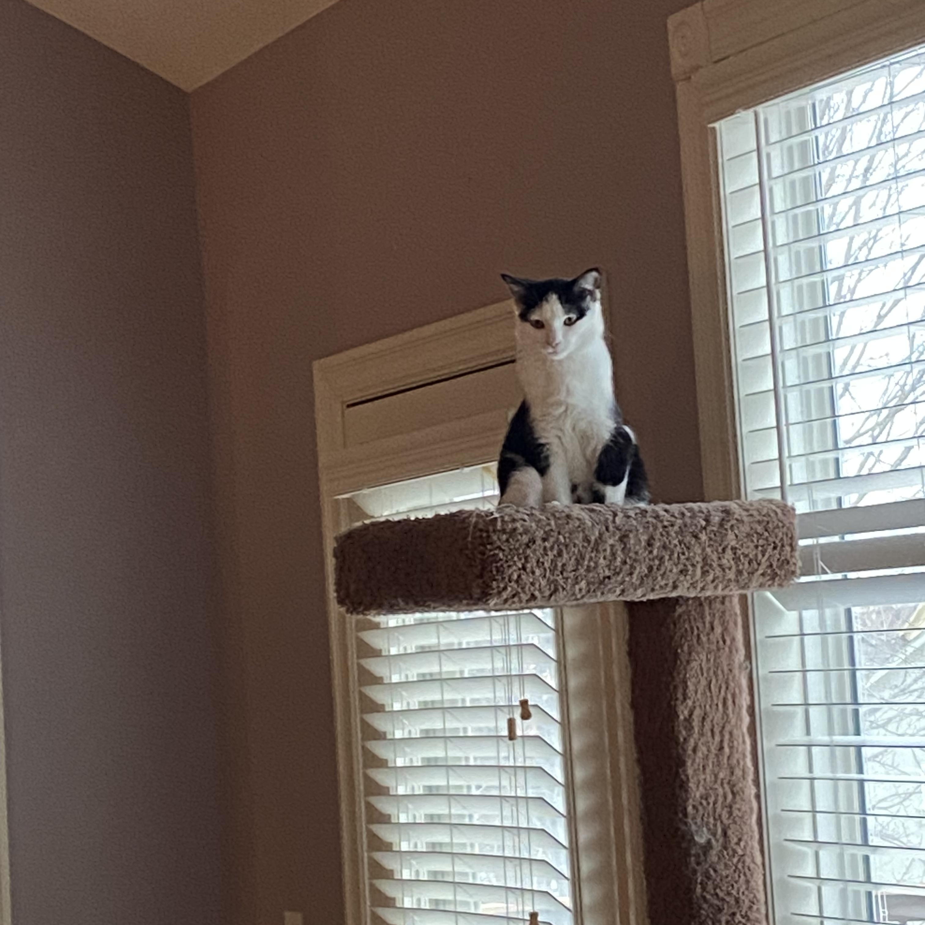 Enlarge Jazzy Girl, a Adoptable American Shorthair in Shawnee, KS image 5/6