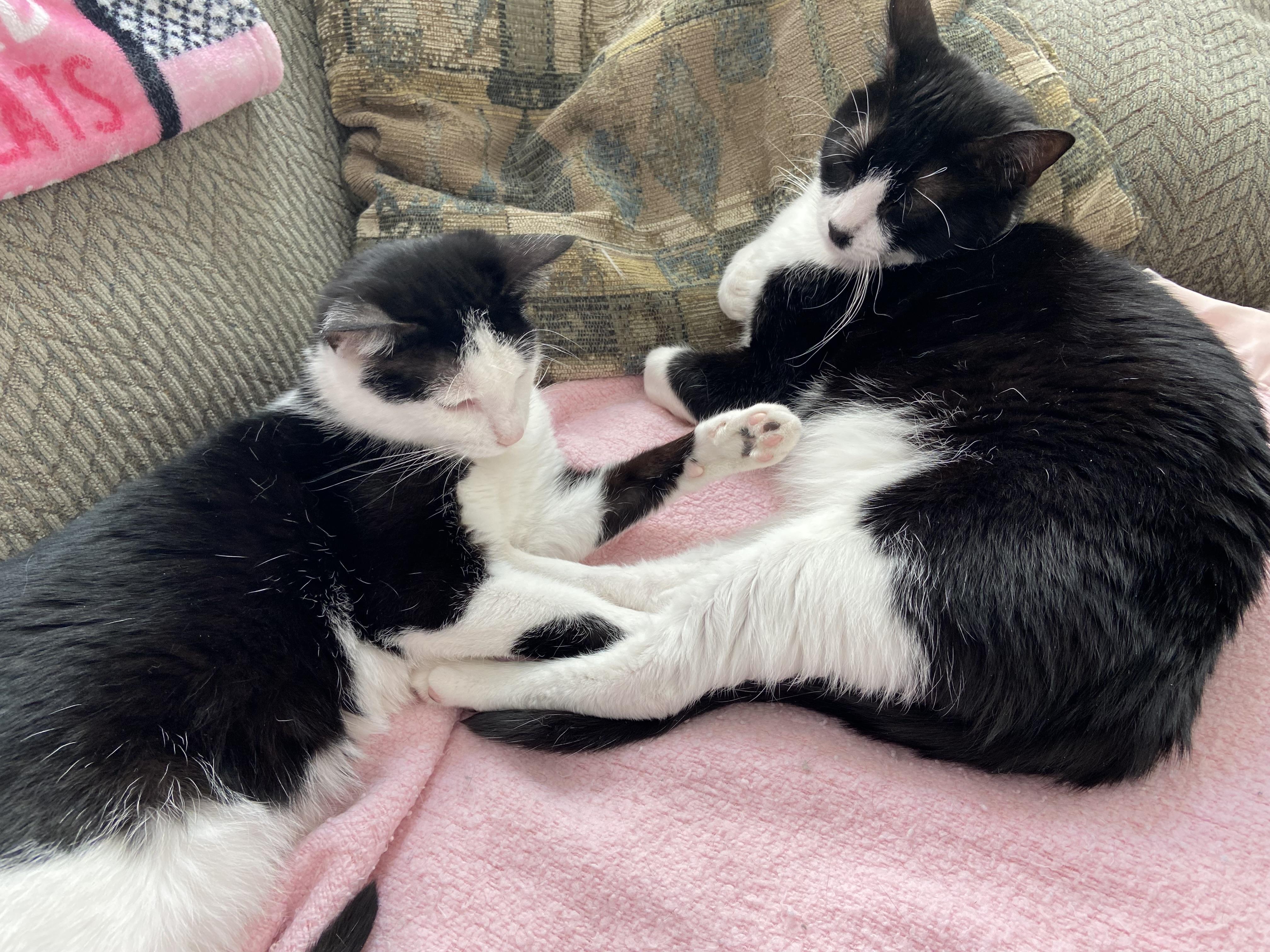 Enlarge Jazzy Girl, a Adoptable American Shorthair in Shawnee, KS image 6/6