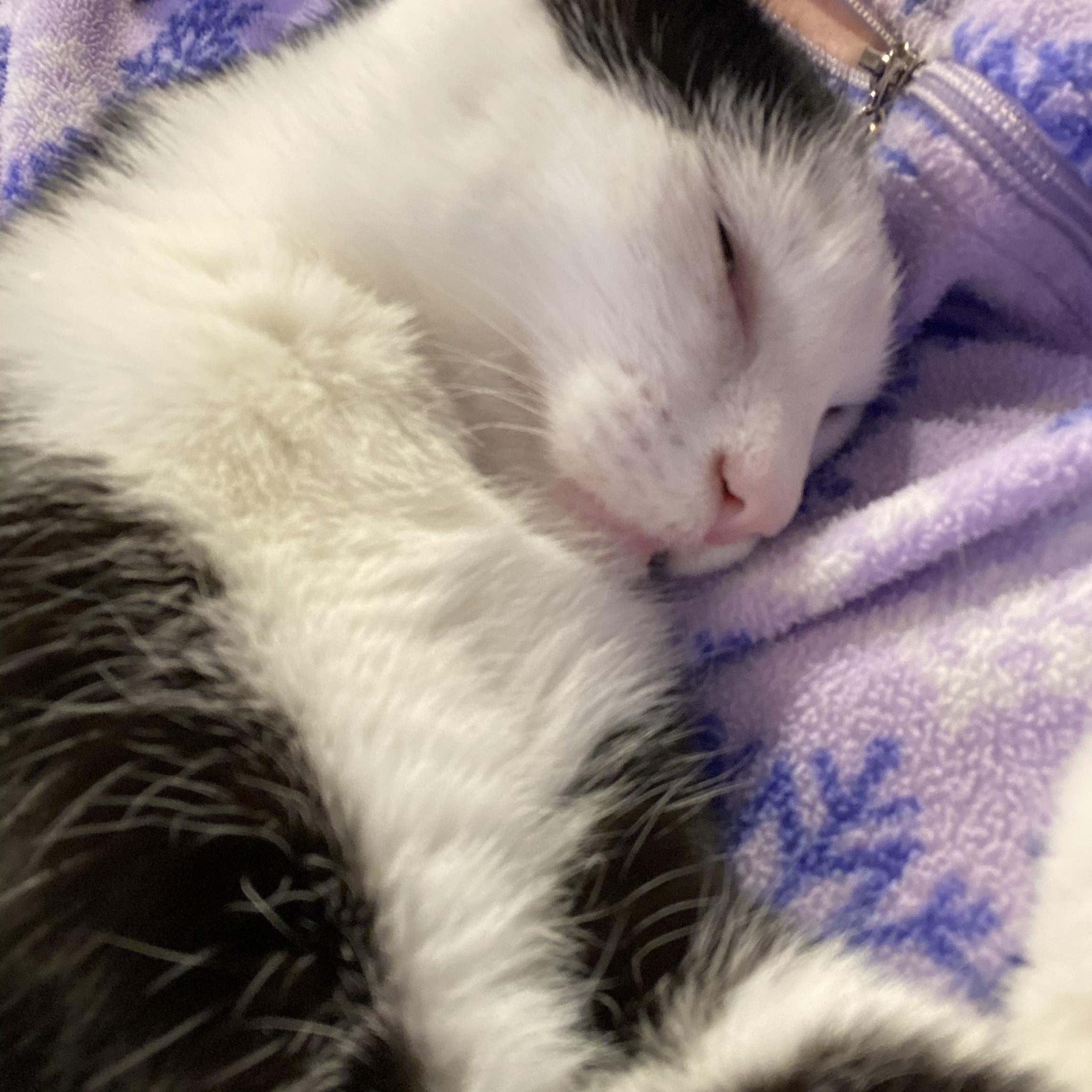 Enlarge Jazzy Girl, a Adoptable American Shorthair in Shawnee, KS image 4/6