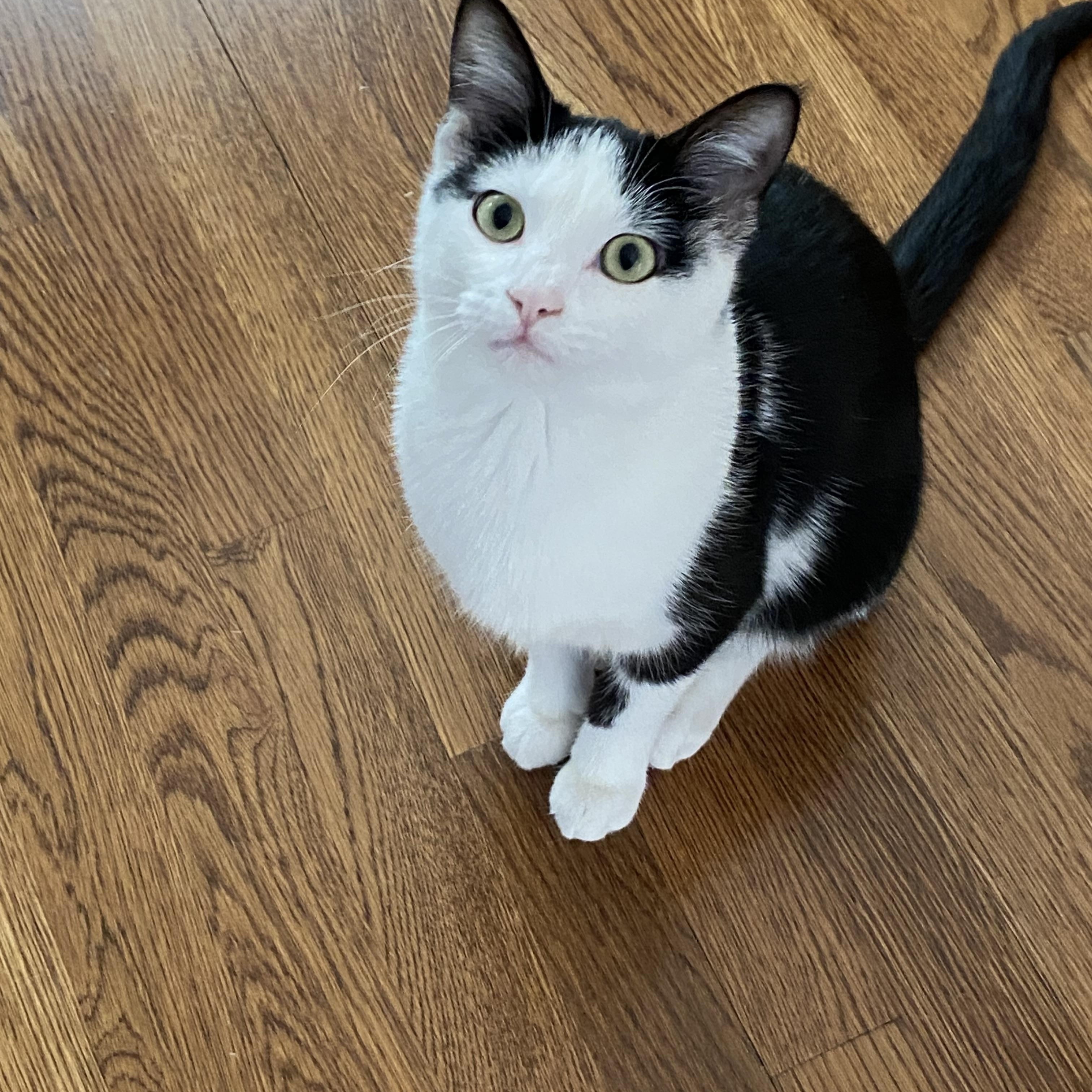 Enlarge Jazzy Girl, a Adoptable American Shorthair in Shawnee, KS image 2/6