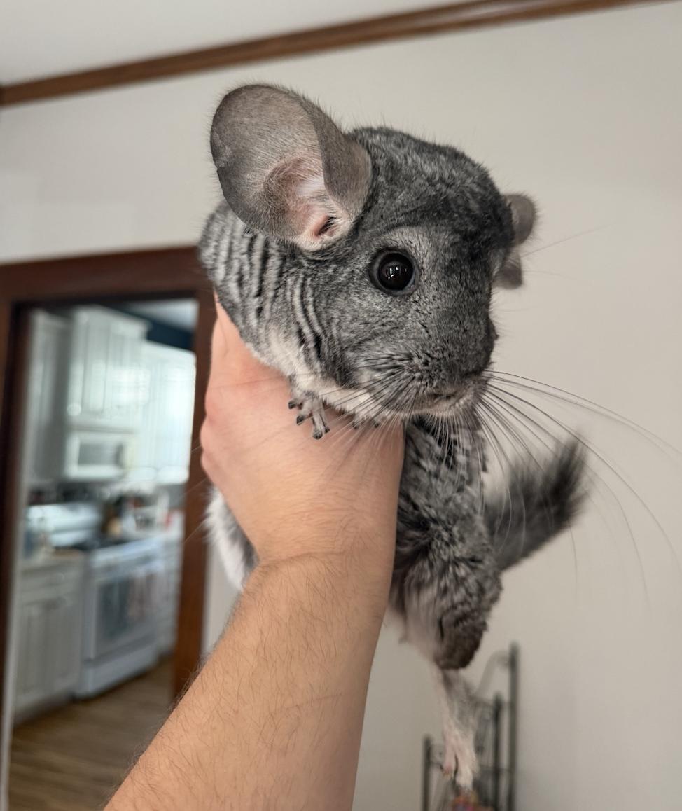 Enlarge Plato, Aristotle, & Socrates, a ADOPTABLE Chinchilla in Minneapolis, MN image 3/3