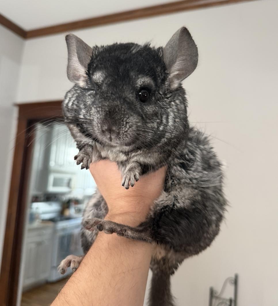 Enlarge Plato, Aristotle, & Socrates, a ADOPTABLE Chinchilla in Minneapolis, MN image 2/3