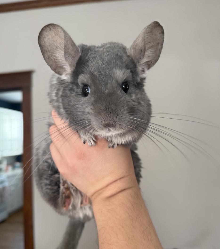 Enlarge Plato, Aristotle, & Socrates, a ADOPTABLE Chinchilla in Minneapolis, MN image 1/3