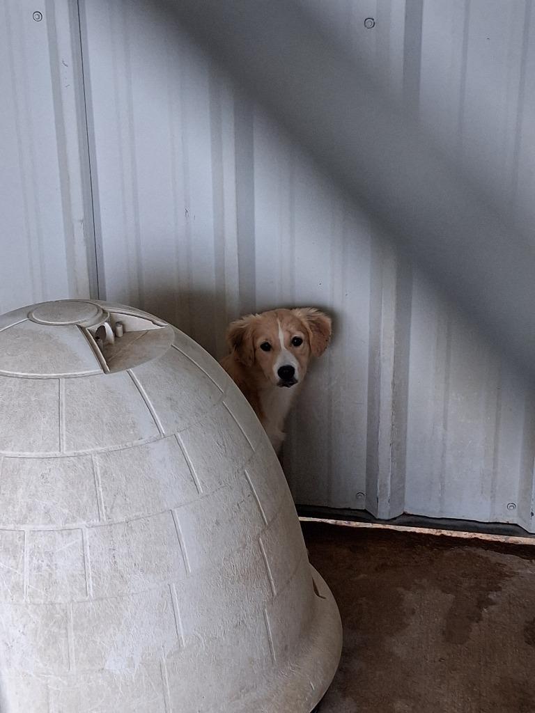 Pup, Adoptable, Puppy Female Retriever.