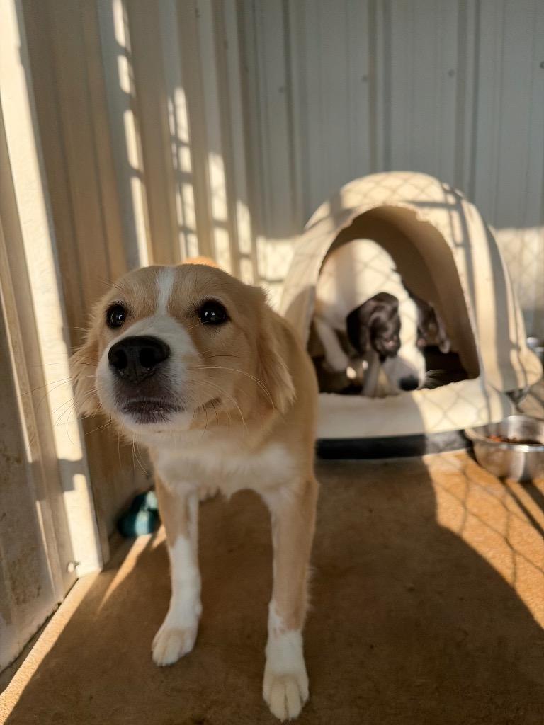 Enlarge Pup, a Adoptable Retriever in Ada, OK image 2/2
