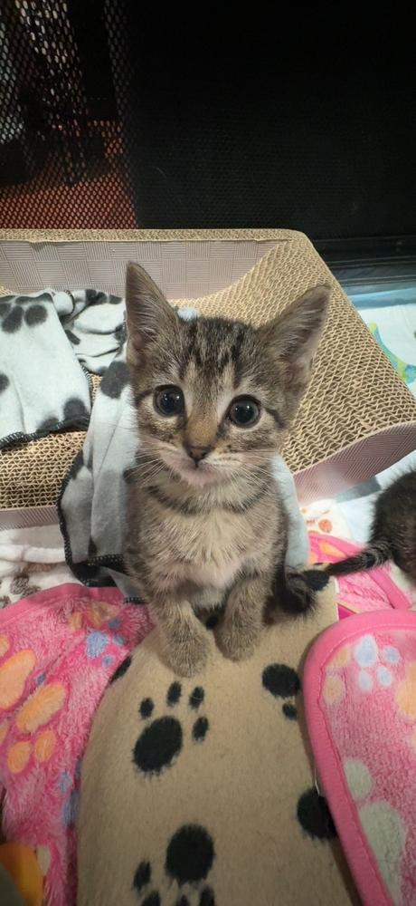 Katara, Adoptable, Kitten Female Domestic Short Hair.