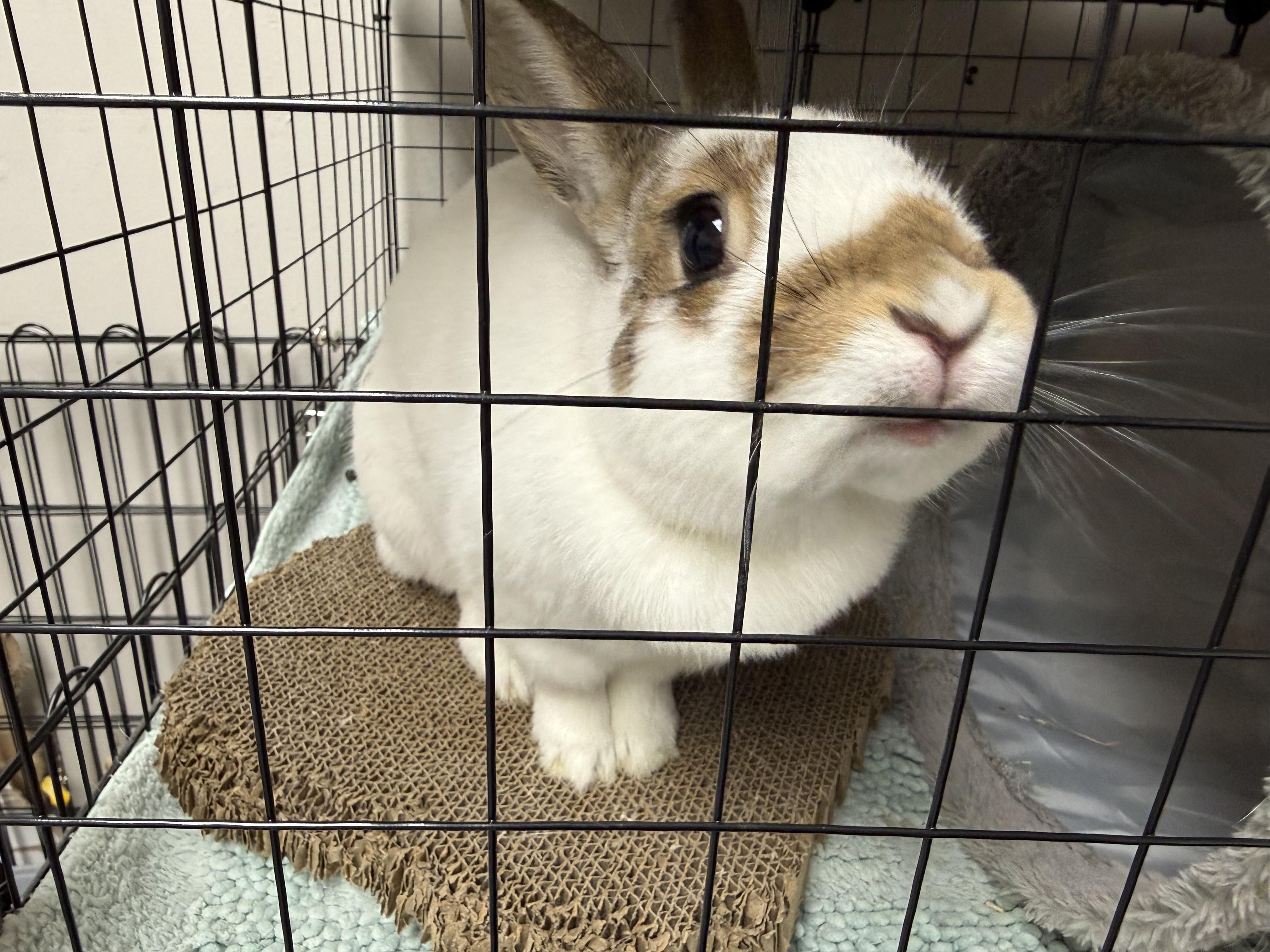 Ms. Frizzle, a ADOPTABLE mixed breed in Medford, NY image 3/3