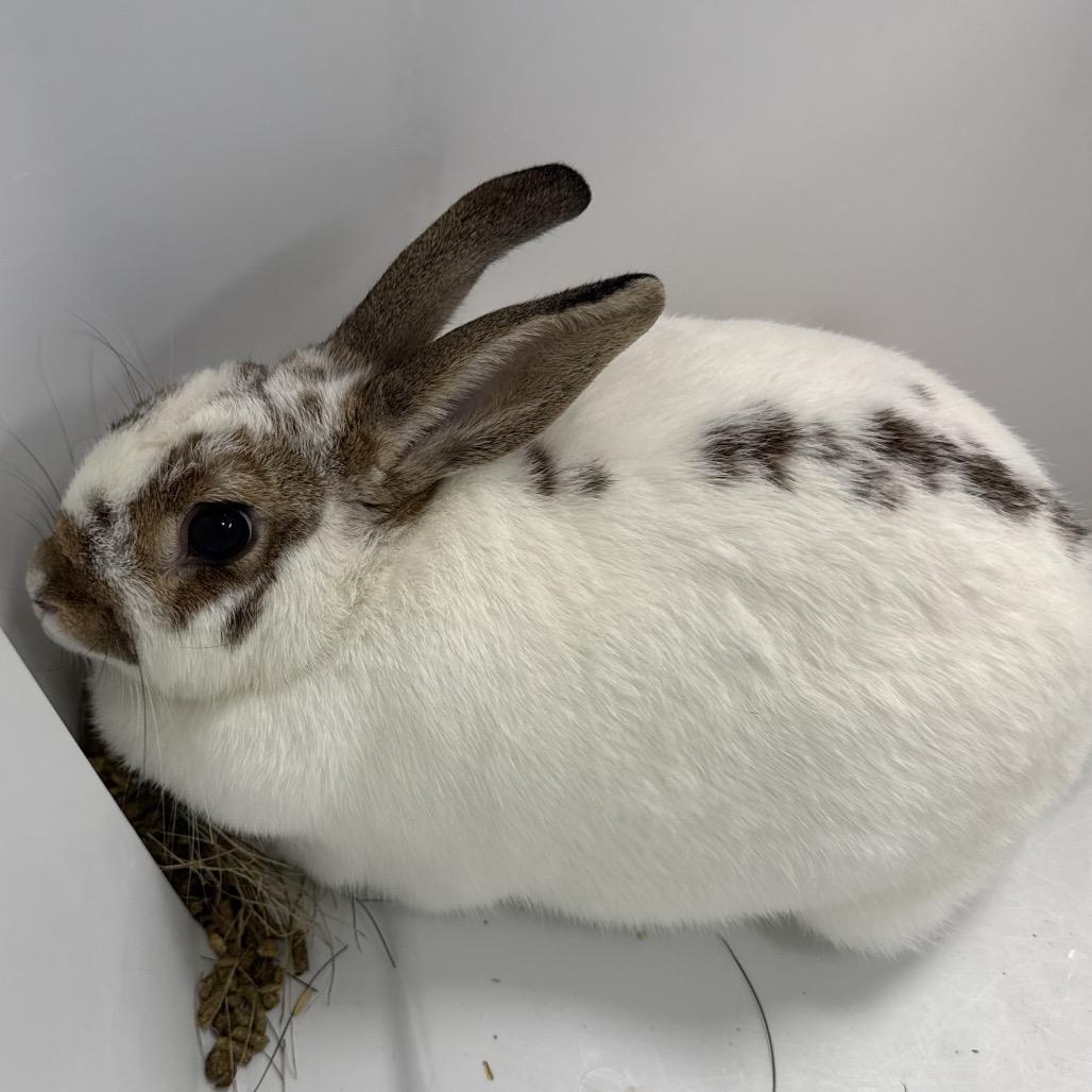 Ms. Frizzle, a ADOPTABLE mixed breed in Medford, NY image 2/3