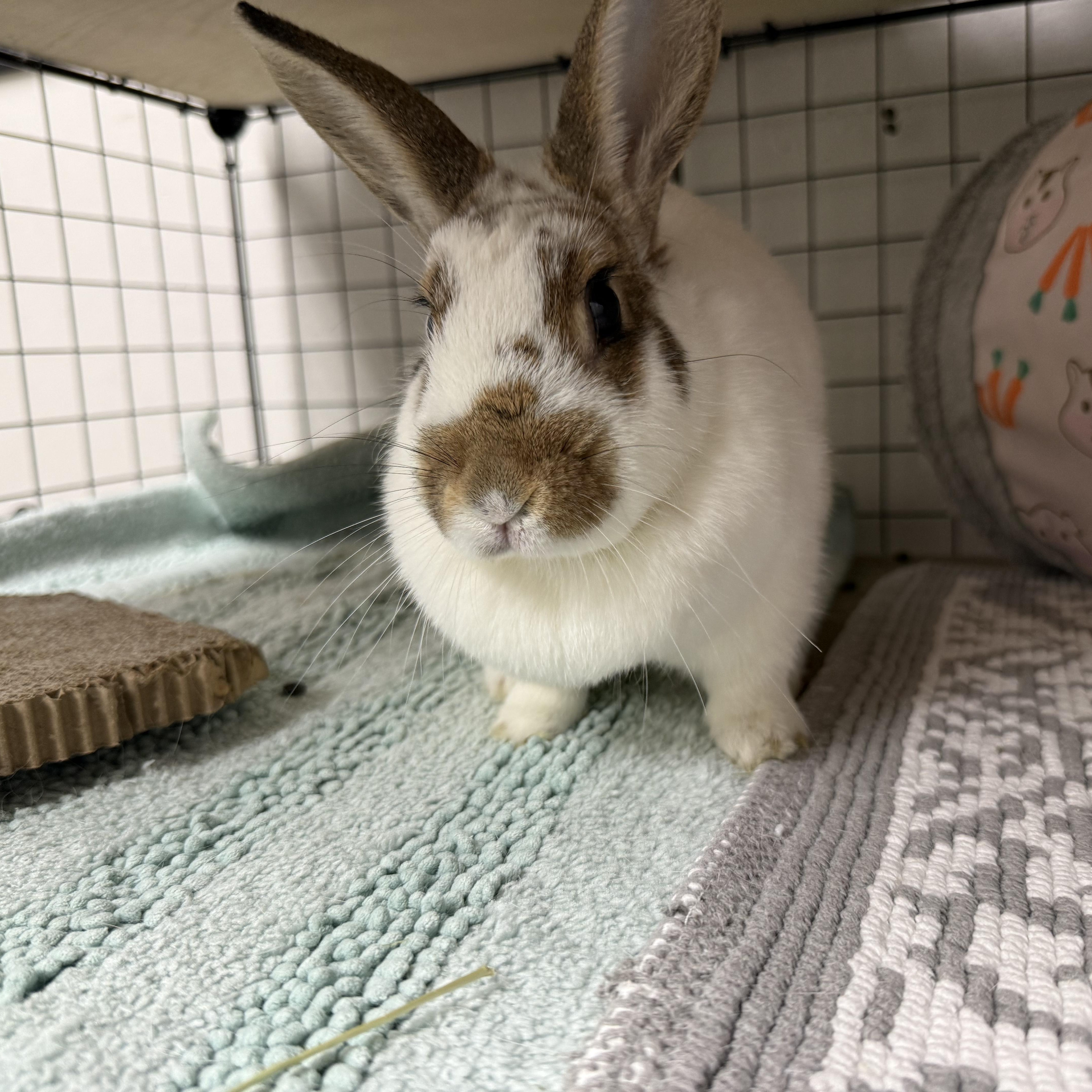 Ms. Frizzle, a ADOPTABLE mixed breed in Medford, NY image 1/3