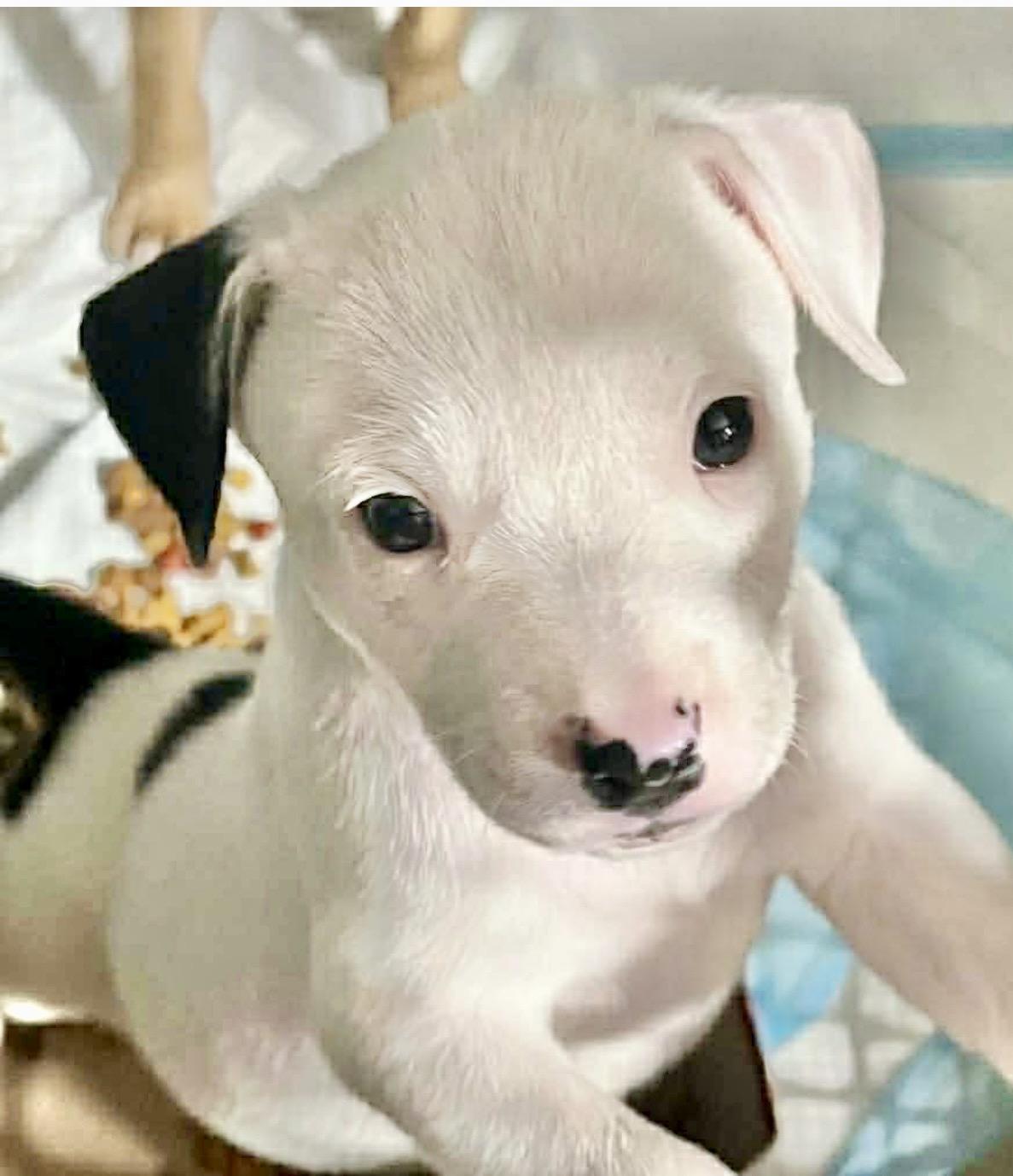 Enlarge Oreo, a Adoptable American Staffordshire Terrier in Rockford, IL image 2/6