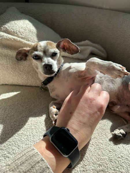 Enlarge Armando, a Adoptable Chihuahua in Putnam, CT image 4/6
