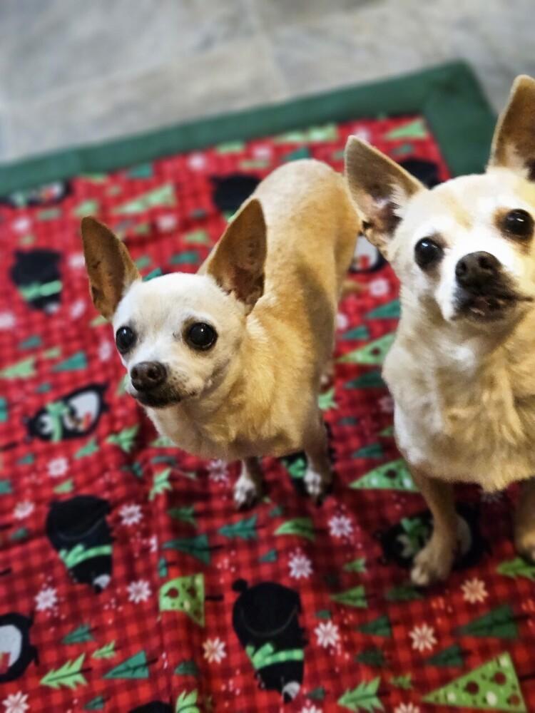 Enlarge Kisha BONDED with Furrari, a Adoptable mixed breed in Winter Garden, FL image 1/2