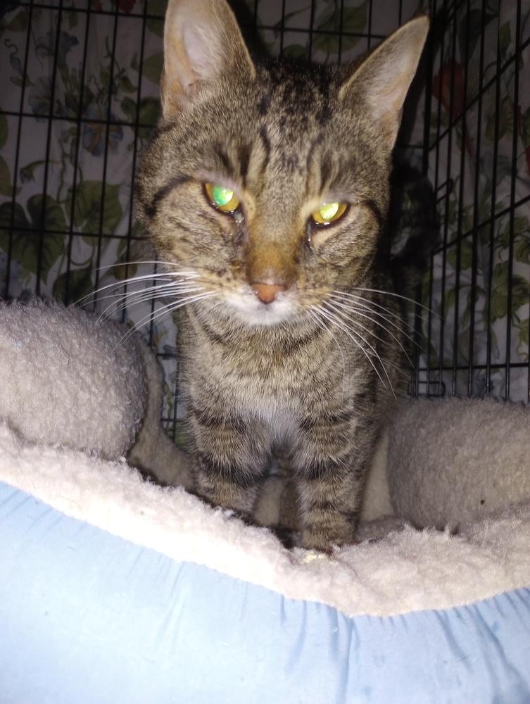 Enlarge Dutch, a Adoptable Domestic Short Hair in Oak Park, MI image 1/3