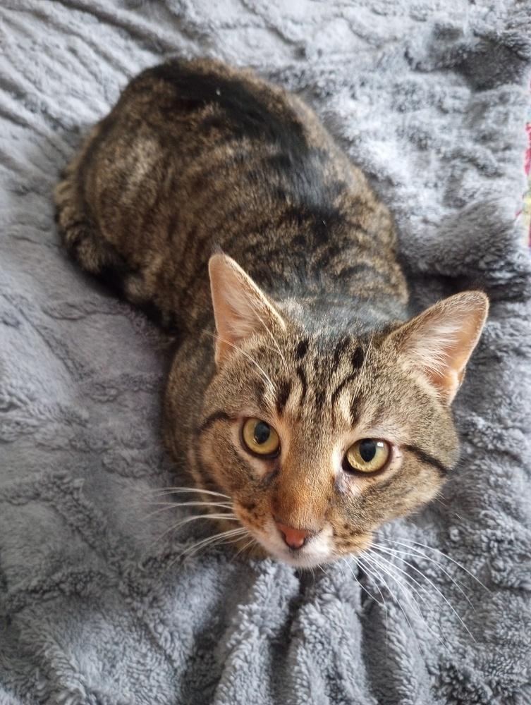 Enlarge Dutch, a Adoptable Domestic Short Hair in Oak Park, MI image 2/3