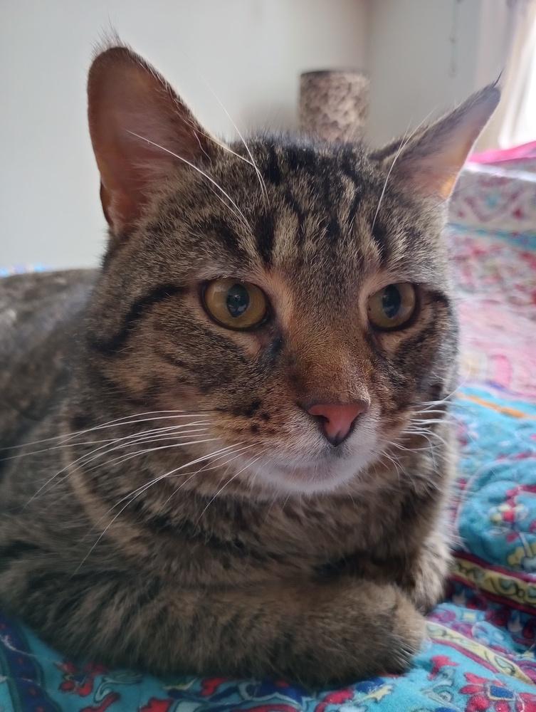 Enlarge Dutch, a Adoptable Domestic Short Hair in Oak Park, MI image 3/3