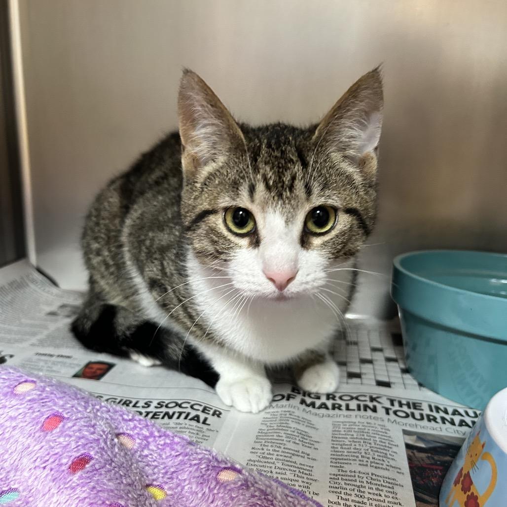 Enlarge AJ, a Adoptable Domestic Short Hair in Newport, NC image 1/2