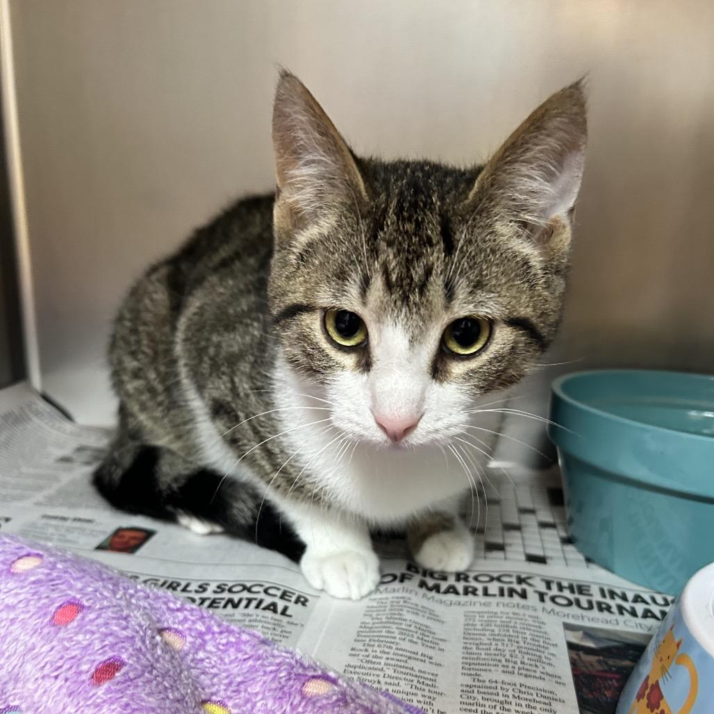 Enlarge AJ, a Adoptable Domestic Short Hair in Newport, NC image 2/2