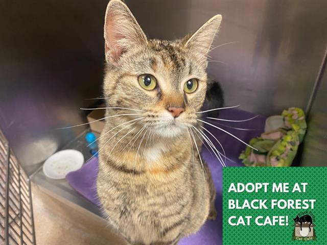 Enlarge TABITHA, a Adoptable Domestic Short Hair in Fort Wayne, IN image 1/1