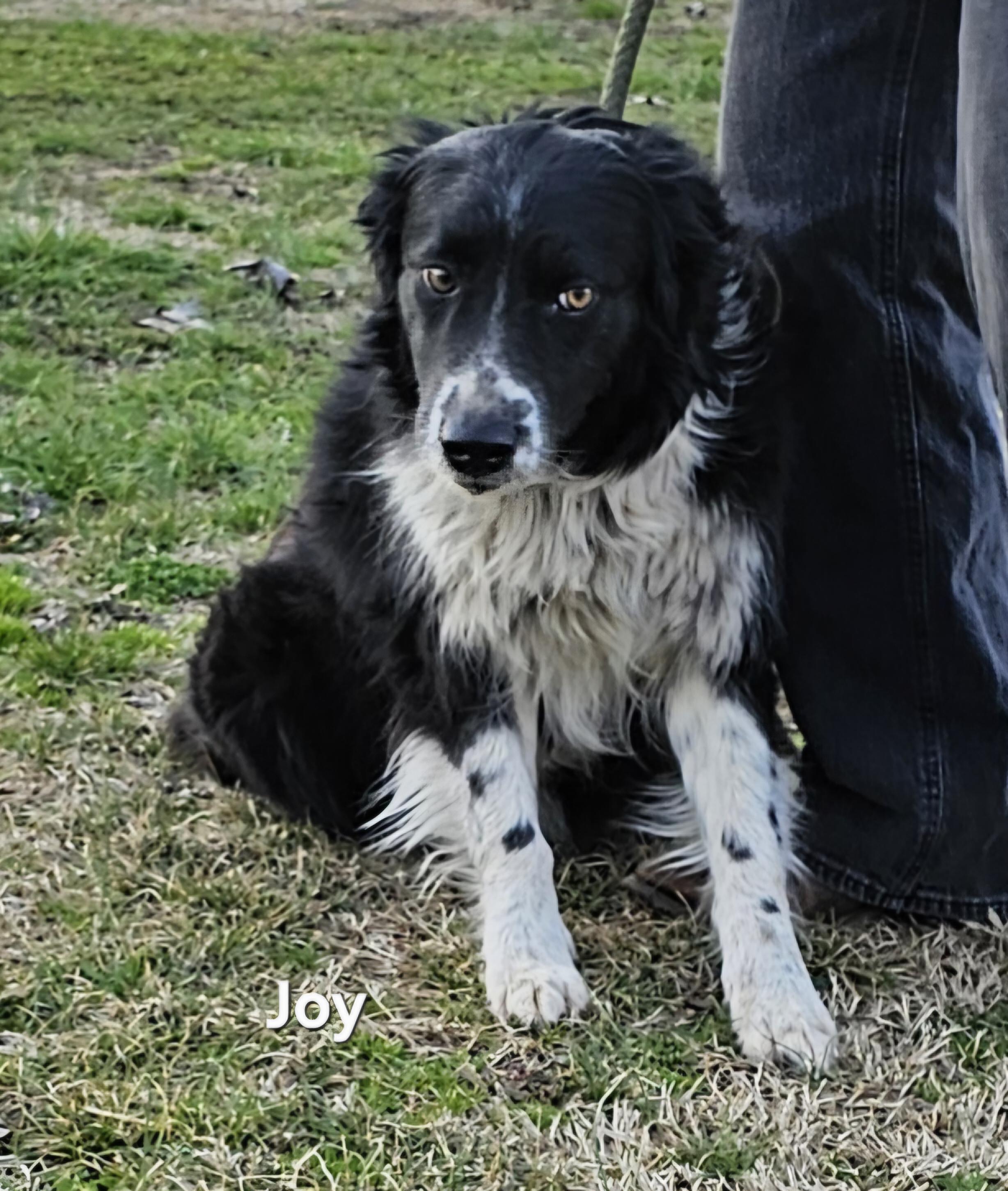 Joy photo 2