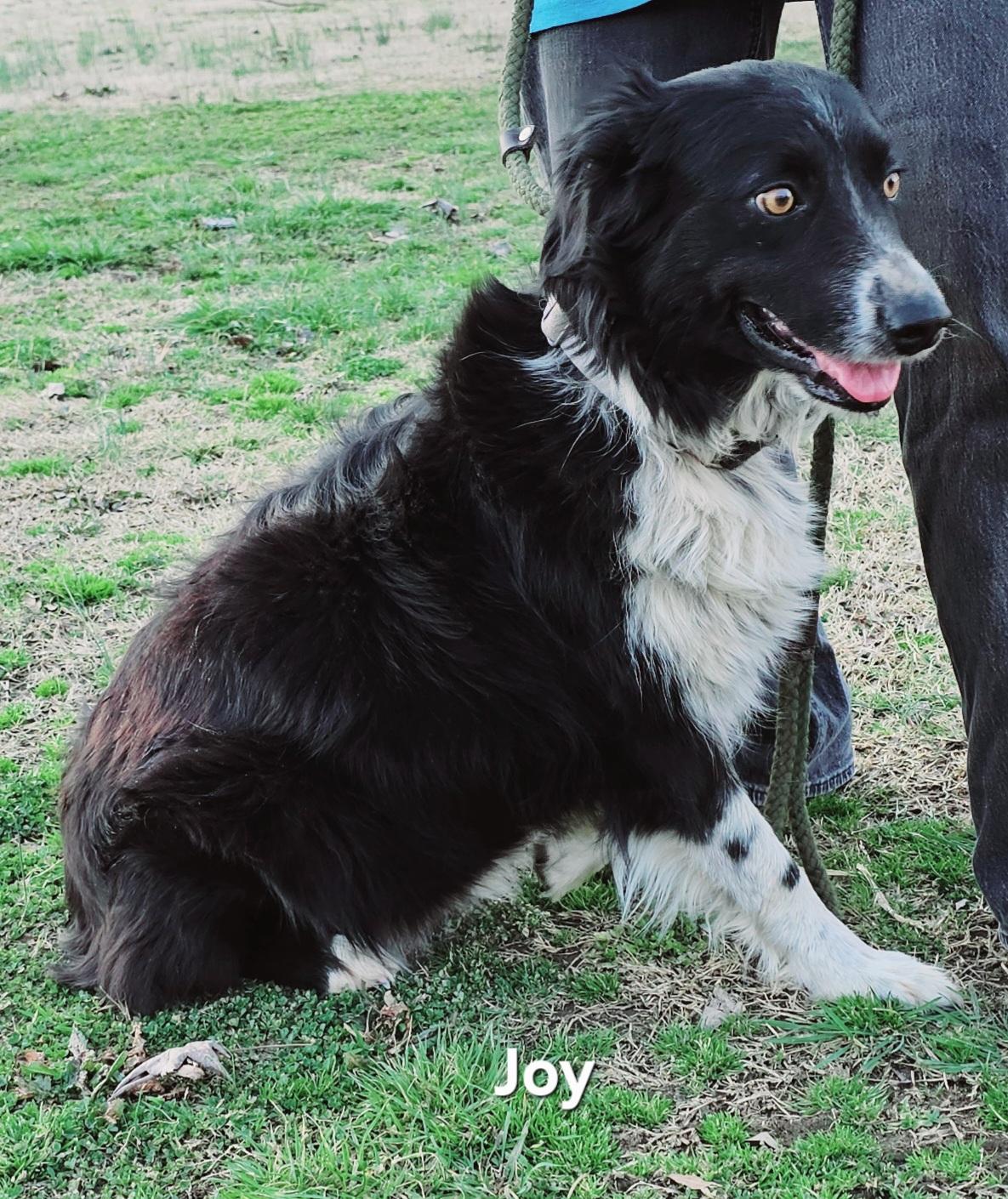 Joy photo 3