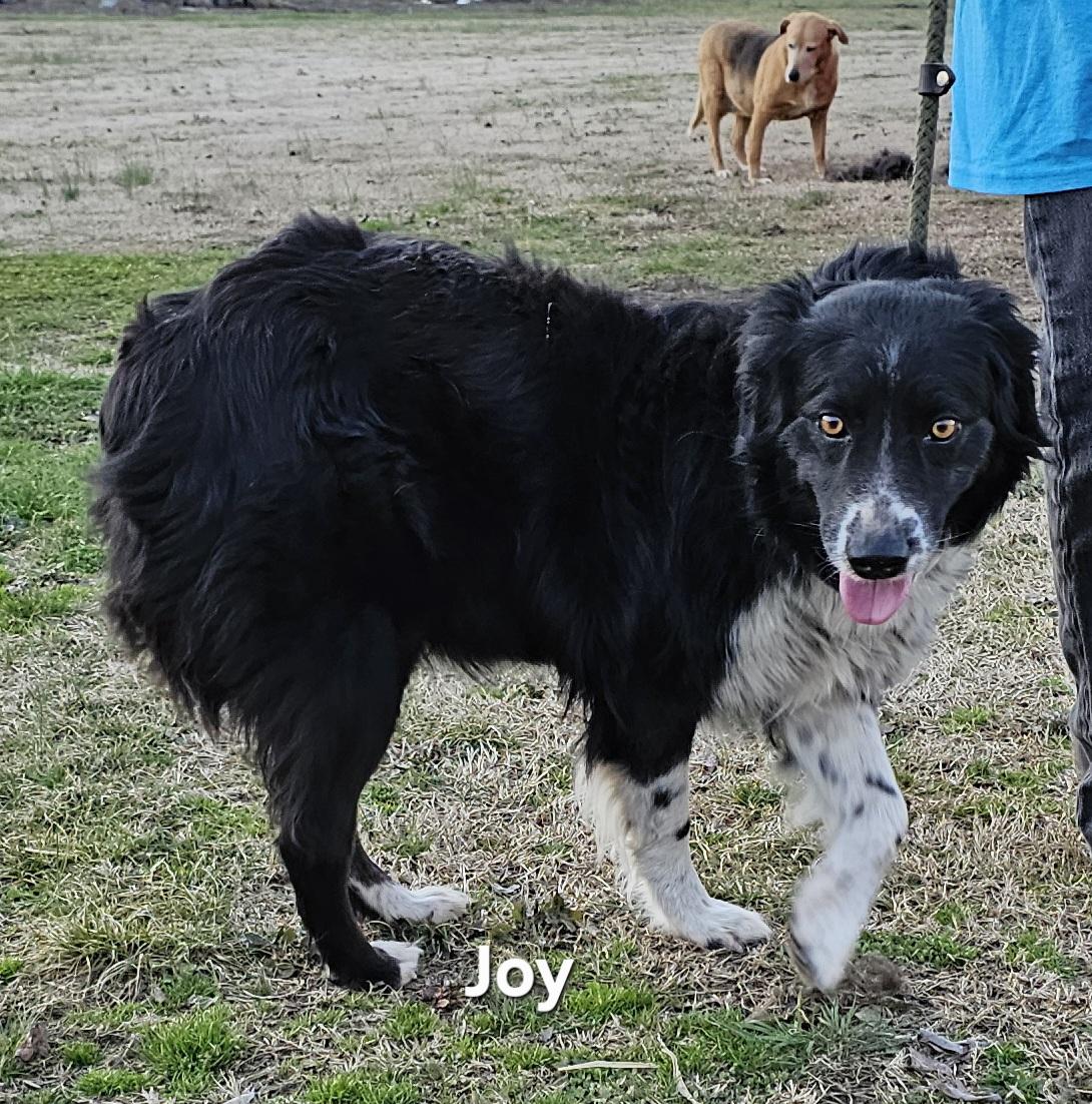 Joy photo 6