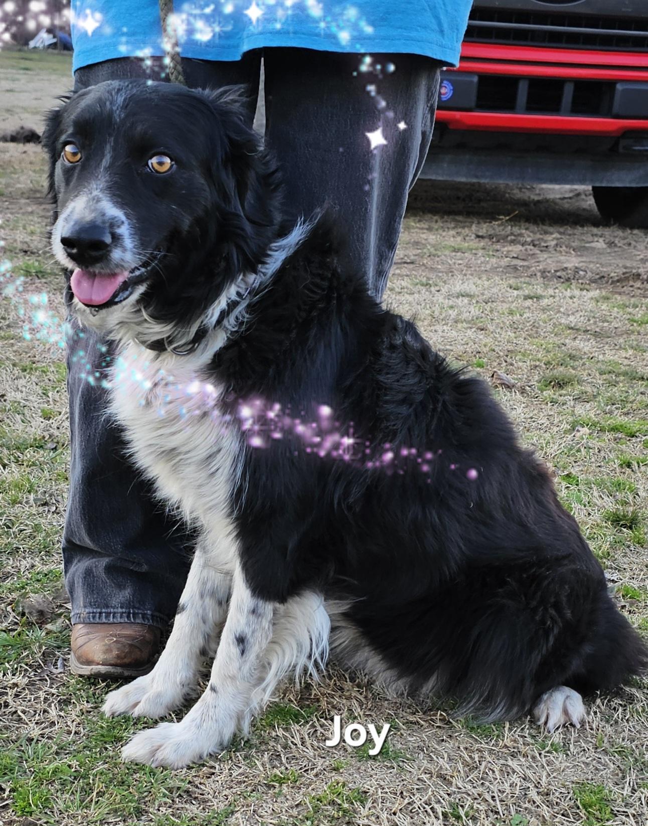 Joy, Young Female Australian Cattle Dog / Blue Heeler