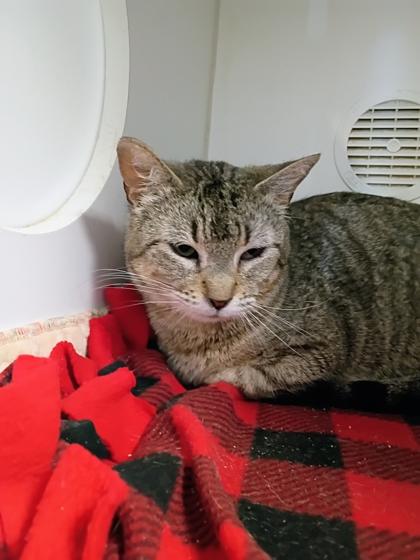 Enlarge Hellen, a Adoptable mixed breed in Beatrice, NE image 1/1