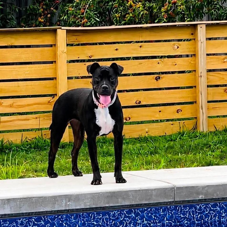 Mica, Adoptable, Young Female Terrier.
