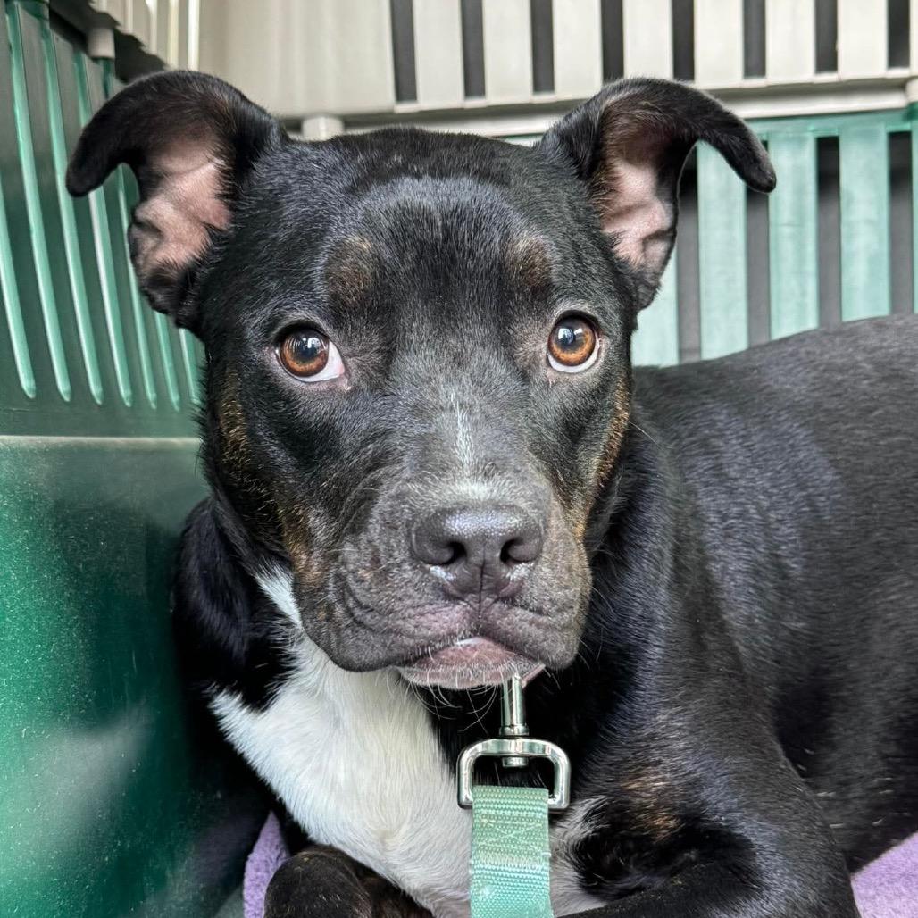 Mica, Adoptable, Young Female Terrier.