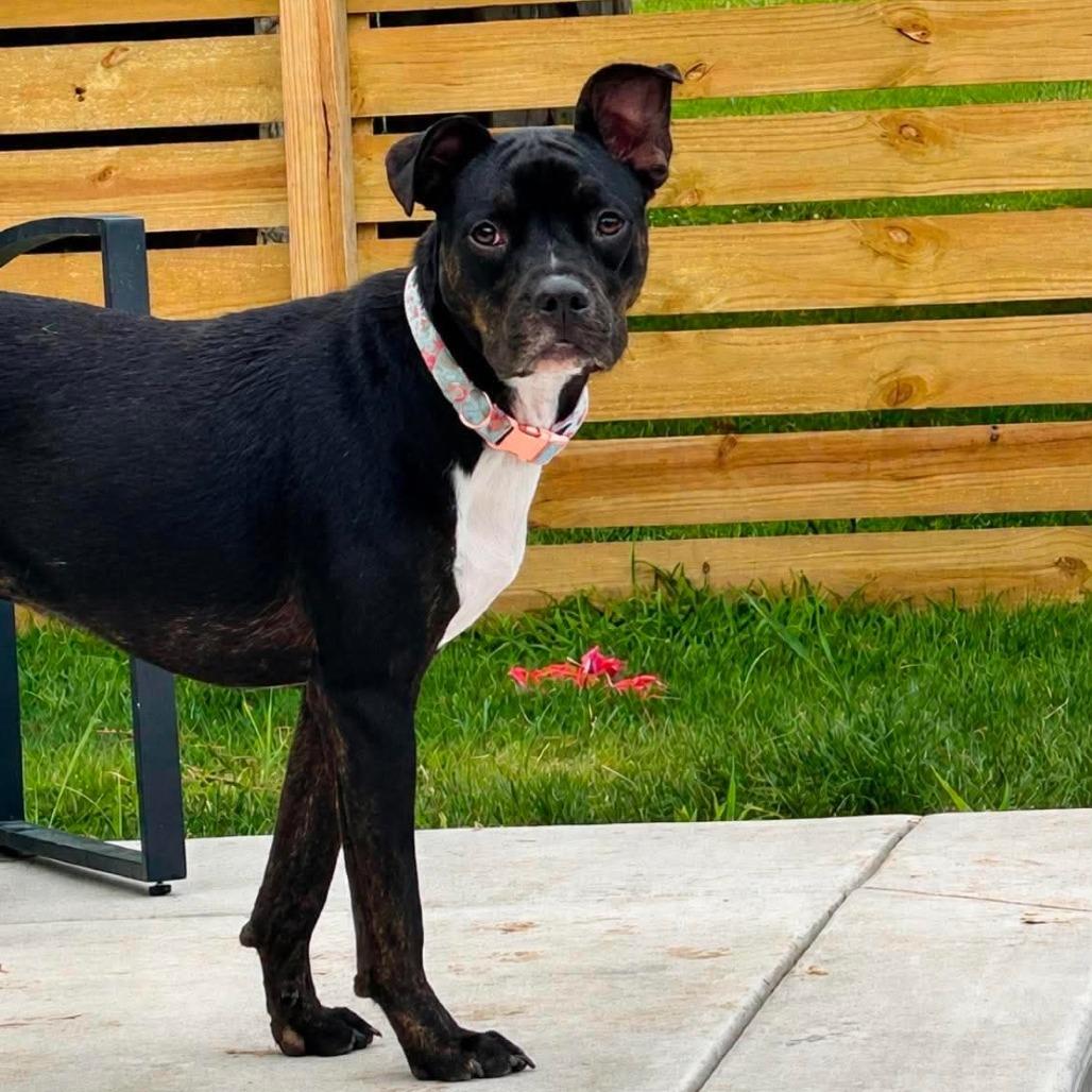 Mica, a Adoptable Terrier in Jackson, MO image 2/6