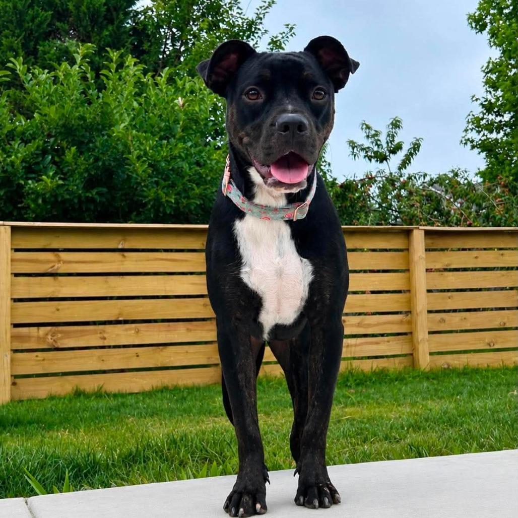 Mica, a Adoptable Terrier in Jackson, MO image 4/6