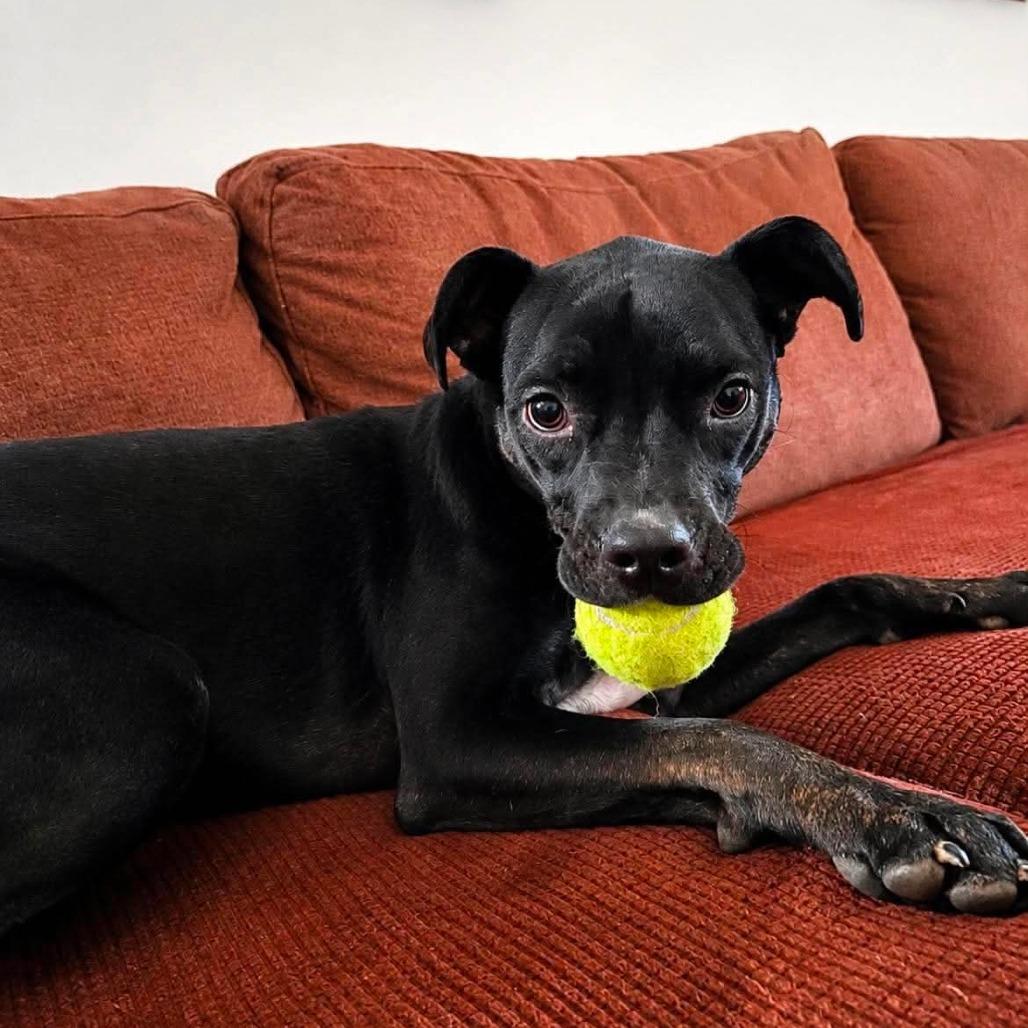 Mica, a Adoptable Terrier in Jackson, MO image 5/6