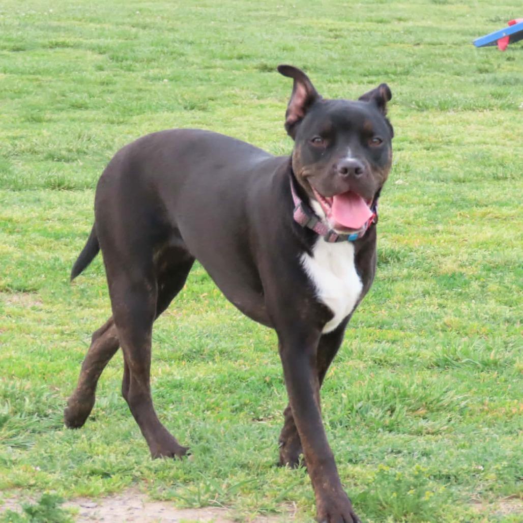Enlarge Mica, a Adoptable Terrier in Jackson, MO image 2/2