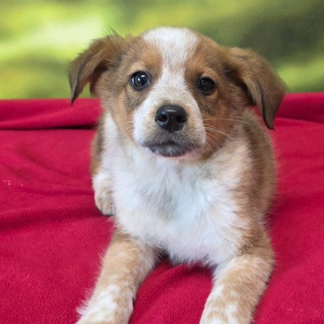 Enlarge Newton, a Adoptable Mixed Breed in Waukesha, WI image 1/1