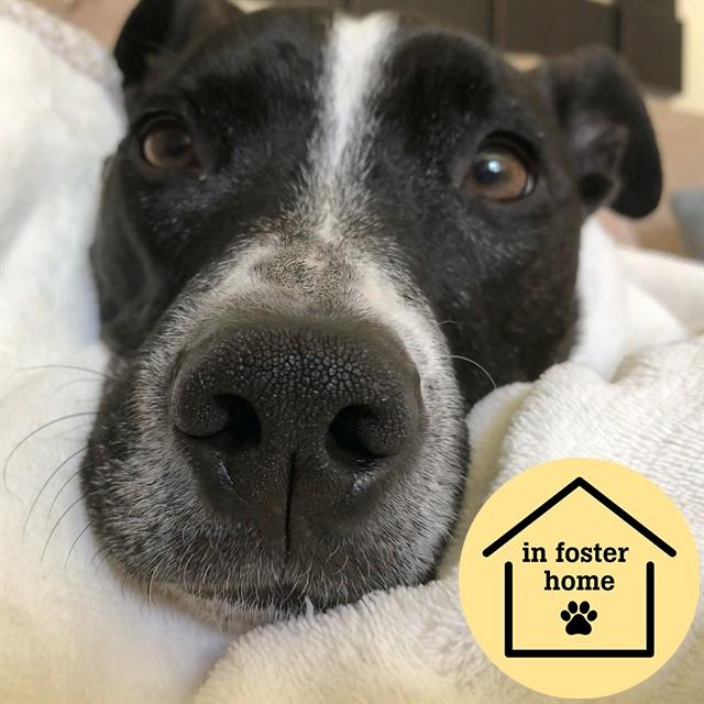 CAIDEN, Adoptable, Adult Male Pit Bull Terrier & Mixed Breed.