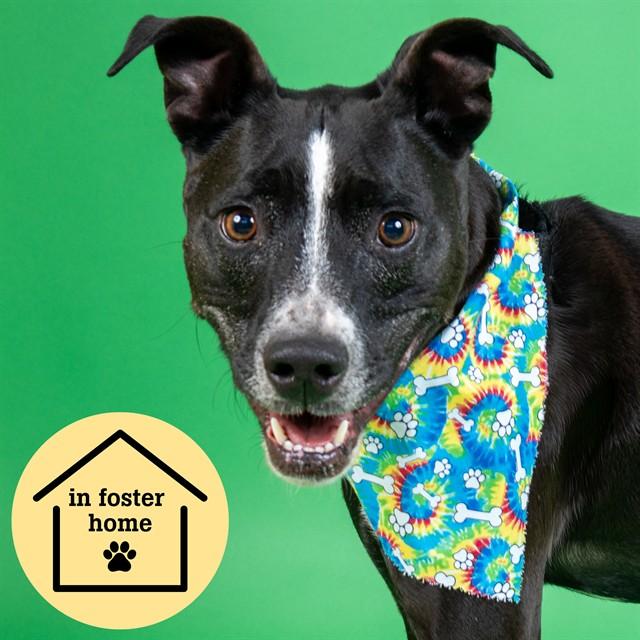 CAIDEN, Adoptable, Adult Male Pit Bull Terrier & Mixed Breed.