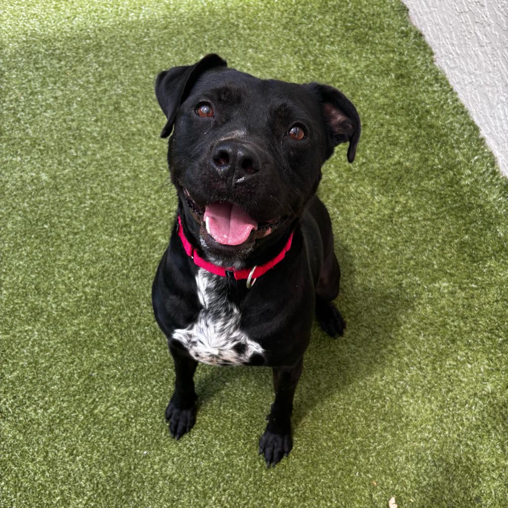 Enlarge Bucky, a Adoptable Mixed Breed in Titusville, FL image 1/3