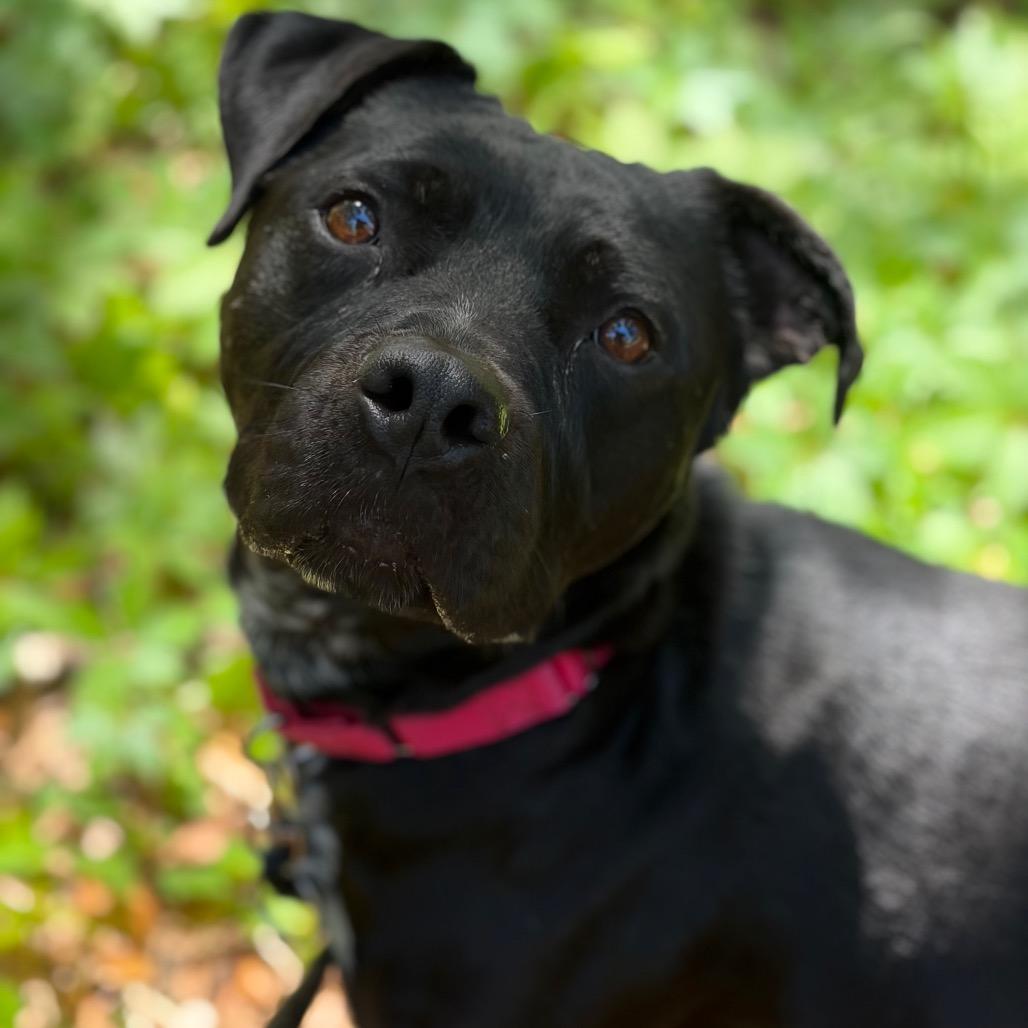 Enlarge Bucky, a Adoptable Mixed Breed in Titusville, FL image 2/6
