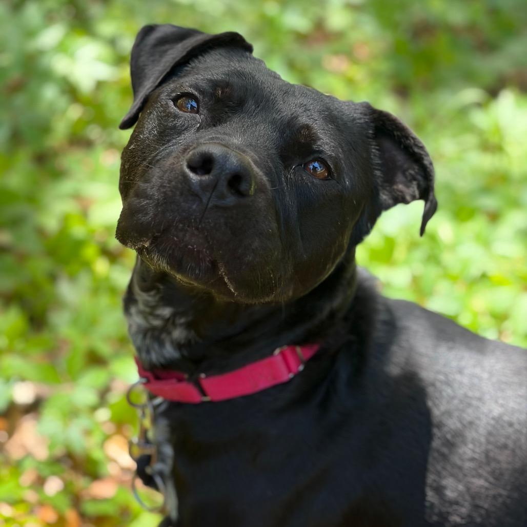 Enlarge Bucky, a Adoptable Mixed Breed in Titusville, FL image 3/6