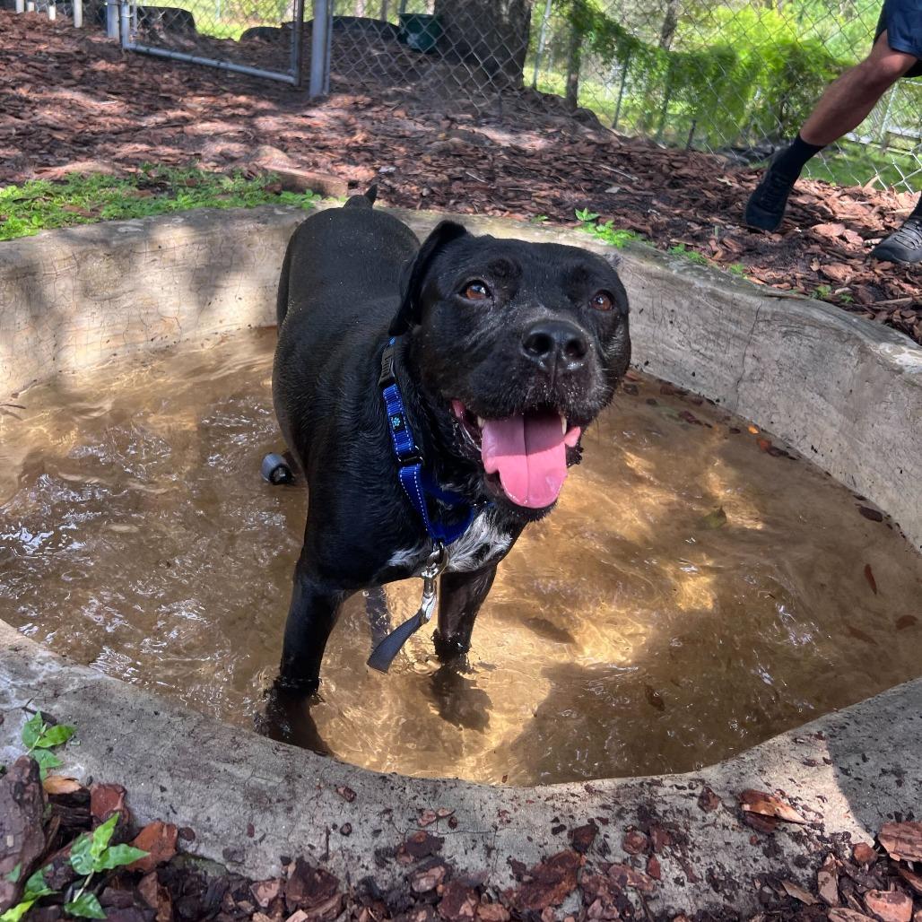 Enlarge Bucky, a Adoptable Mixed Breed in Titusville, FL image 2/3