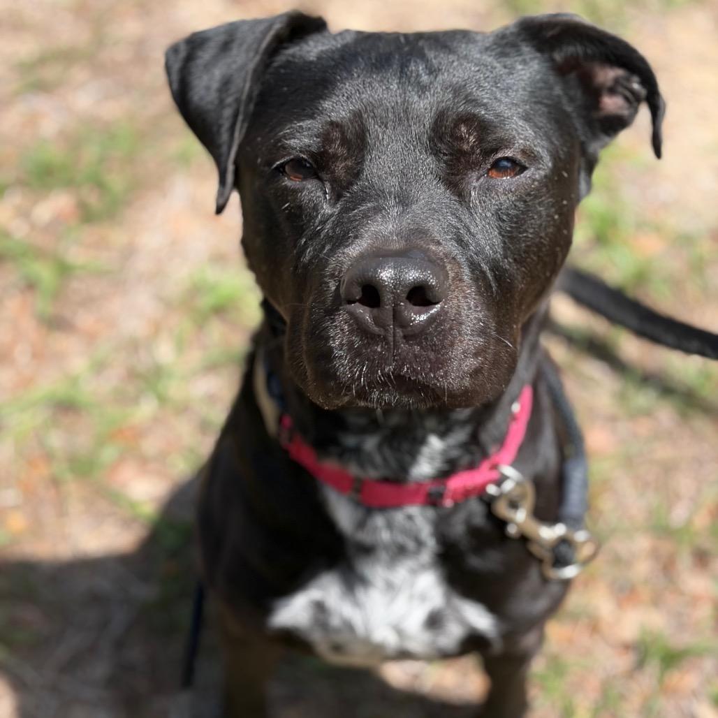 Enlarge Bucky, a Adoptable Mixed Breed in Titusville, FL image 5/6