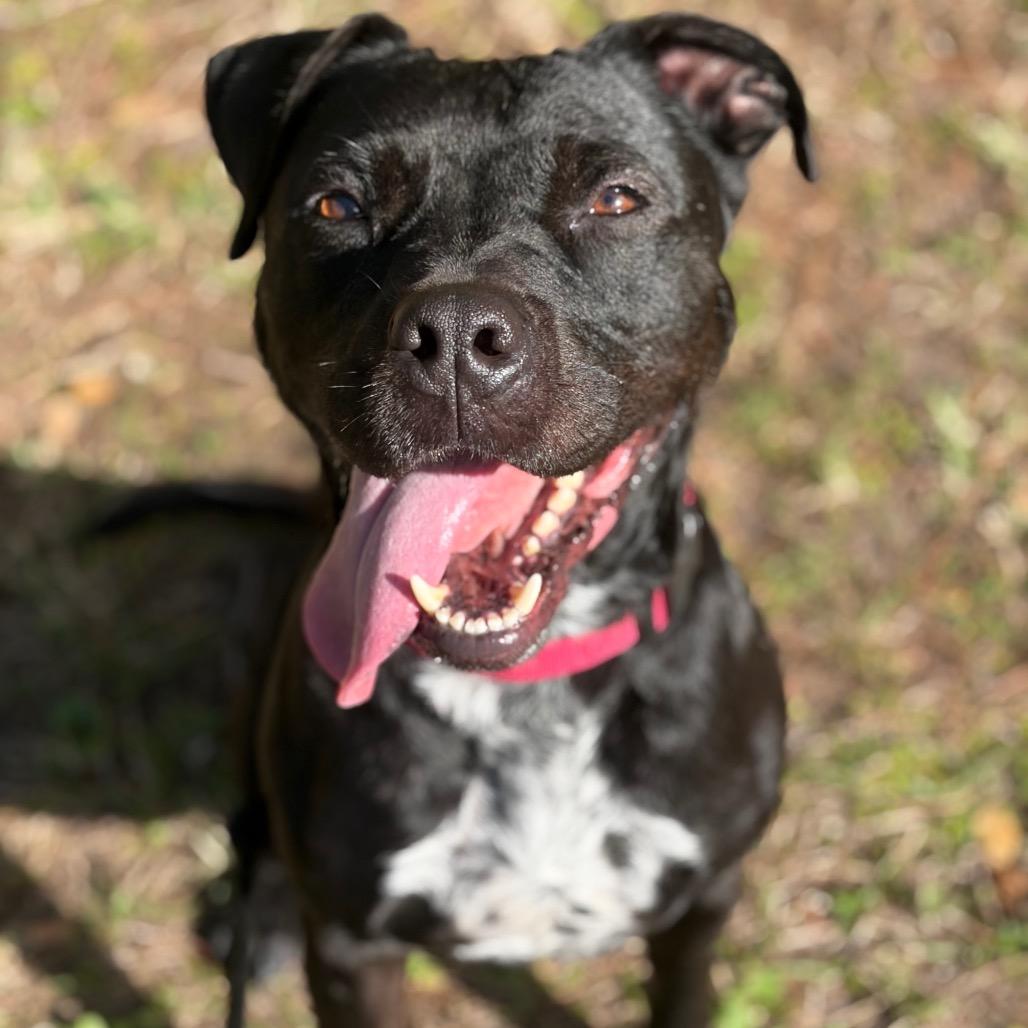 Enlarge Bucky, a Adoptable Mixed Breed in Titusville, FL image 3/3