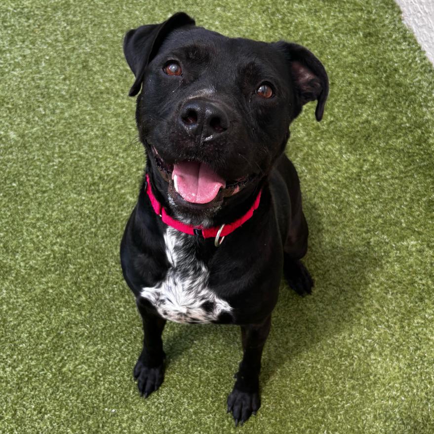 Bucky, a Adoptable Mixed Breed in Titusville, FL image 6/6