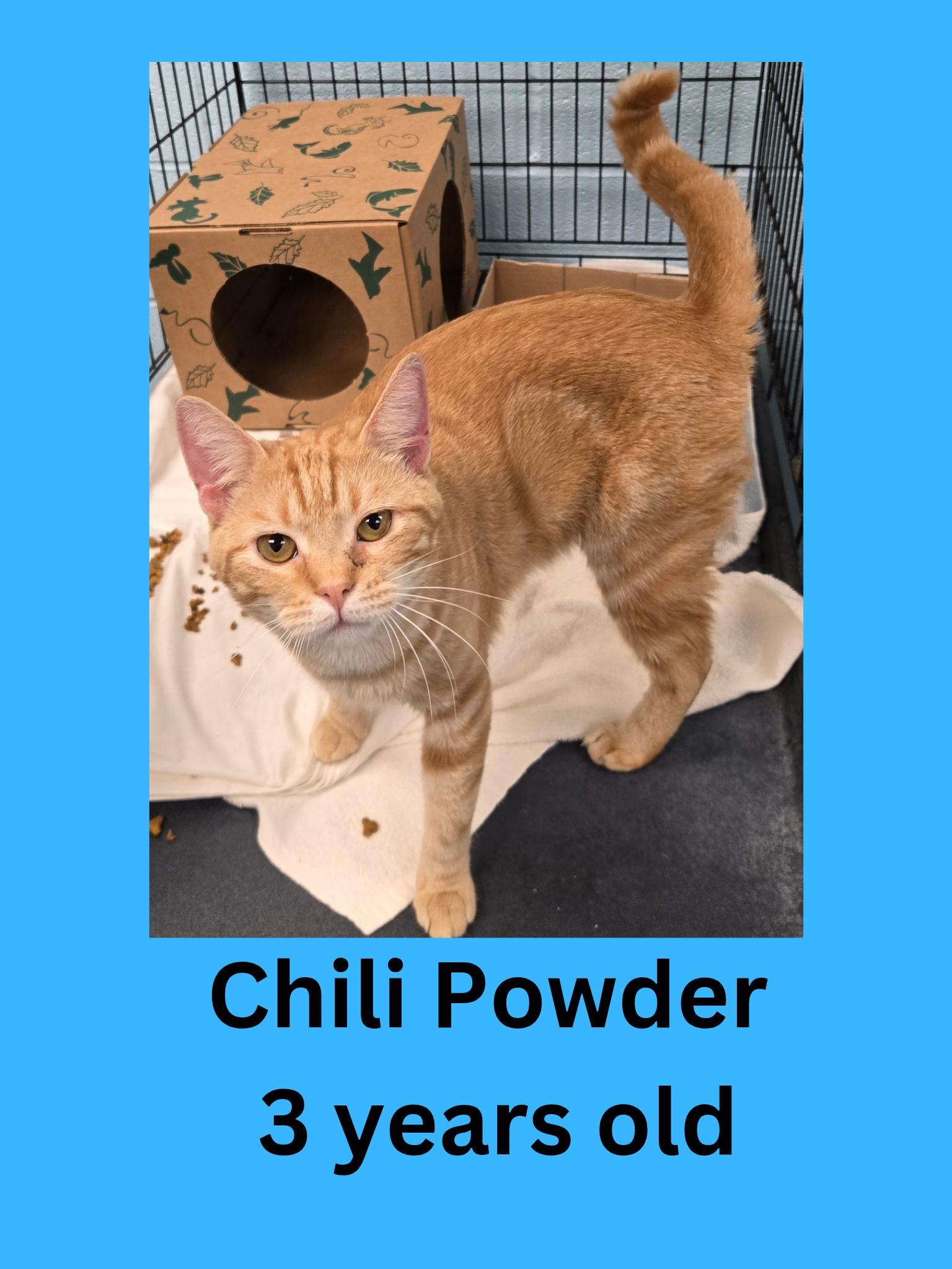 Chili Powder, ADOPTABLE, Adult Male Domestic Short Hair.