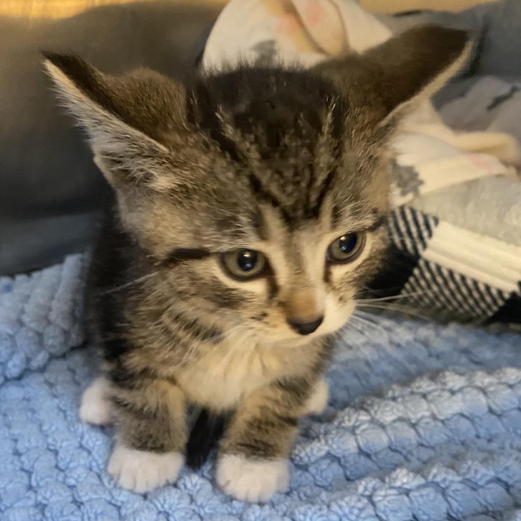 Lynx, Adoptable, Kitten Male Domestic Short Hair.