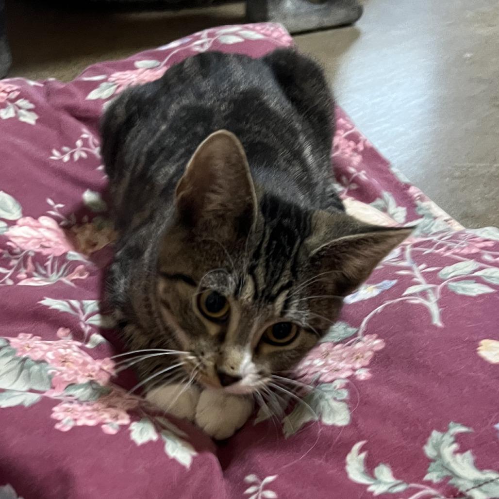 Enlarge Lynx, a Adoptable Domestic Short Hair in Wadena, MN image 2/5