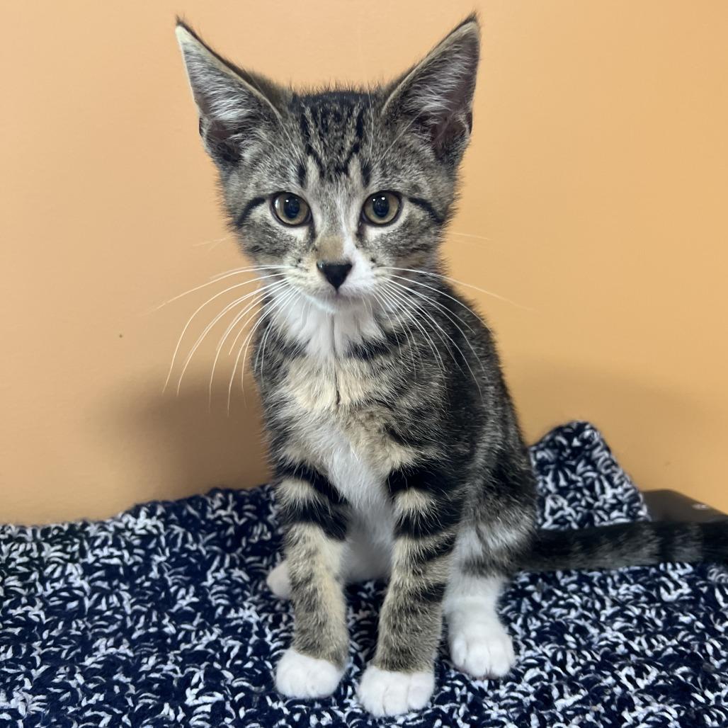 Enlarge Lynx, a Adoptable Domestic Short Hair in Wadena, MN image 2/3